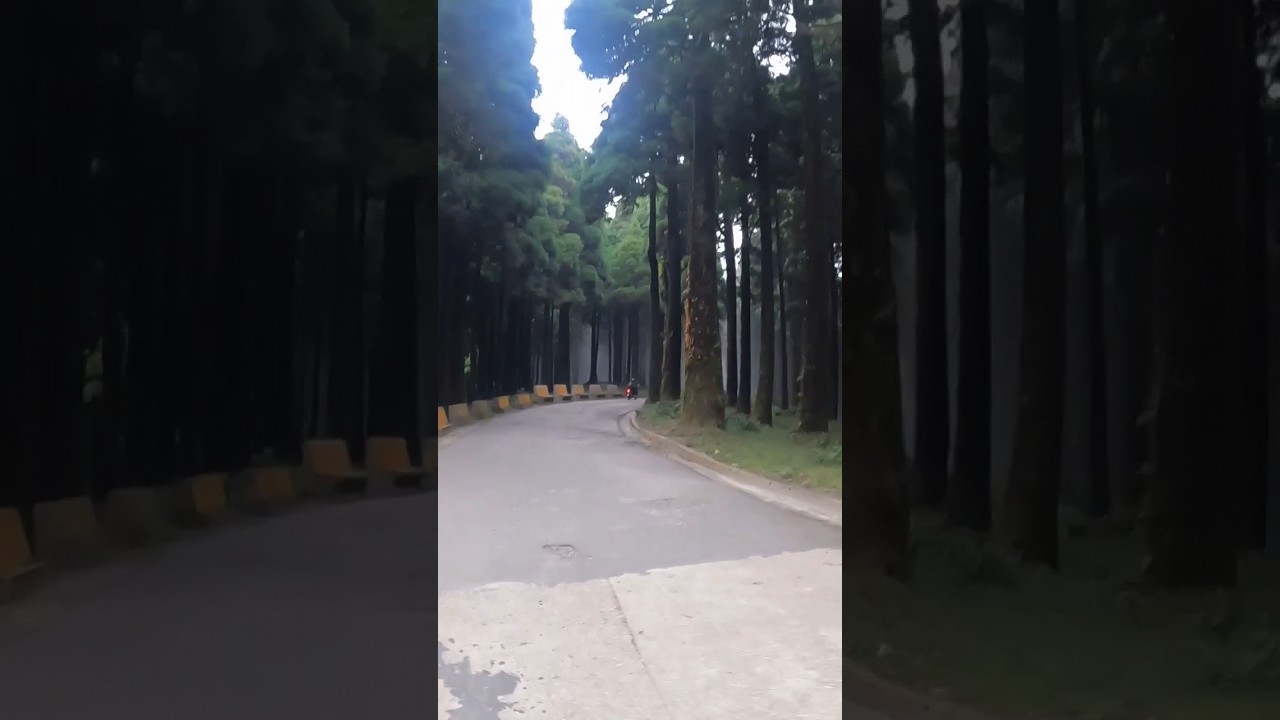 Darjeeling, riding inside foggy Pine Forest... #adventure