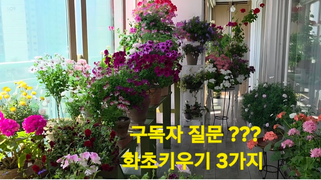 구독자 질문 화초 키우기 3가지에 답합니다 