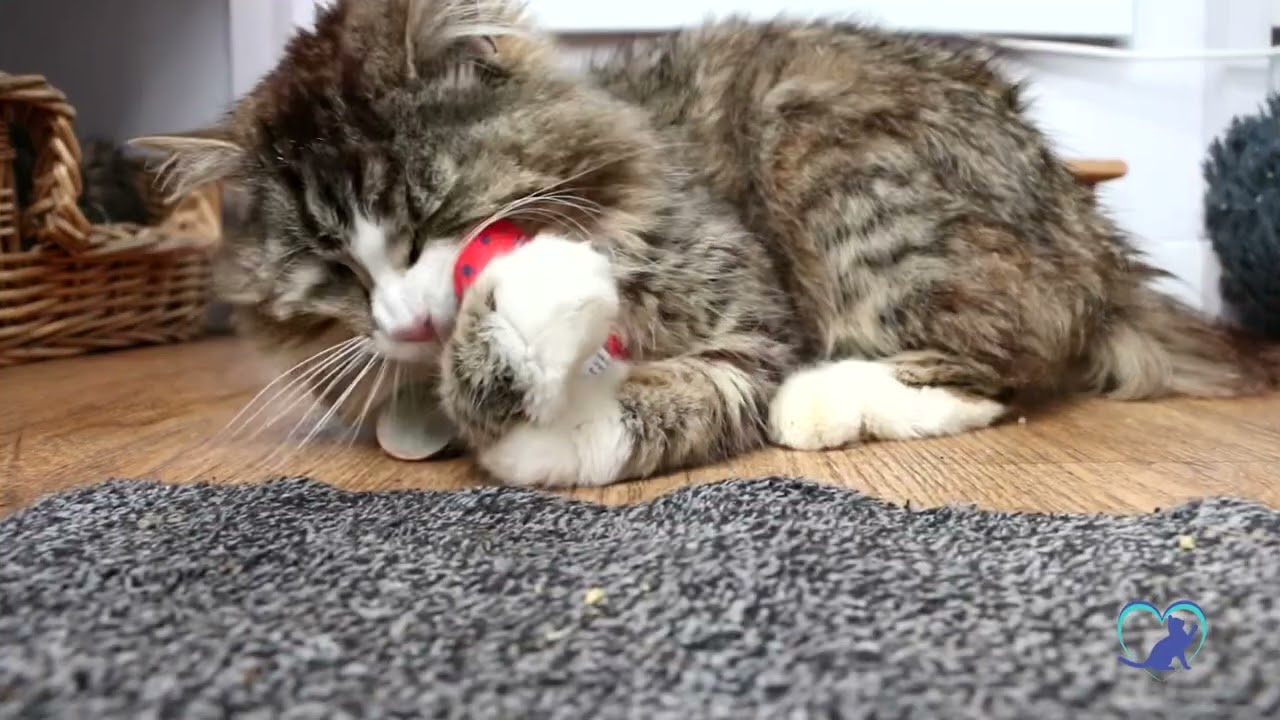 At Shropshire Cat Rescue the human animal bond matters