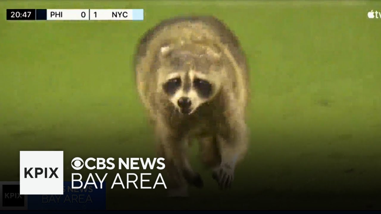 Record Breaking Raccoon Streaks Across Field at Philadelphia and NYC Soccer Match