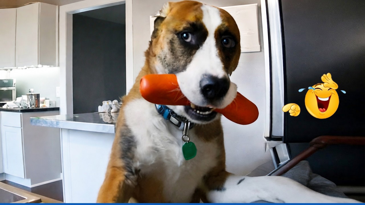 New FUNNY DOGS That Will Make You Die Laughing 🤣 Funny Animals Video 2026