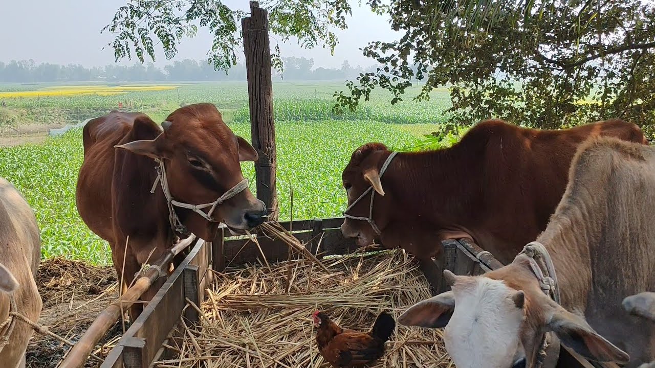 Strong Bulls Eating Hay | Farm Feeding Time