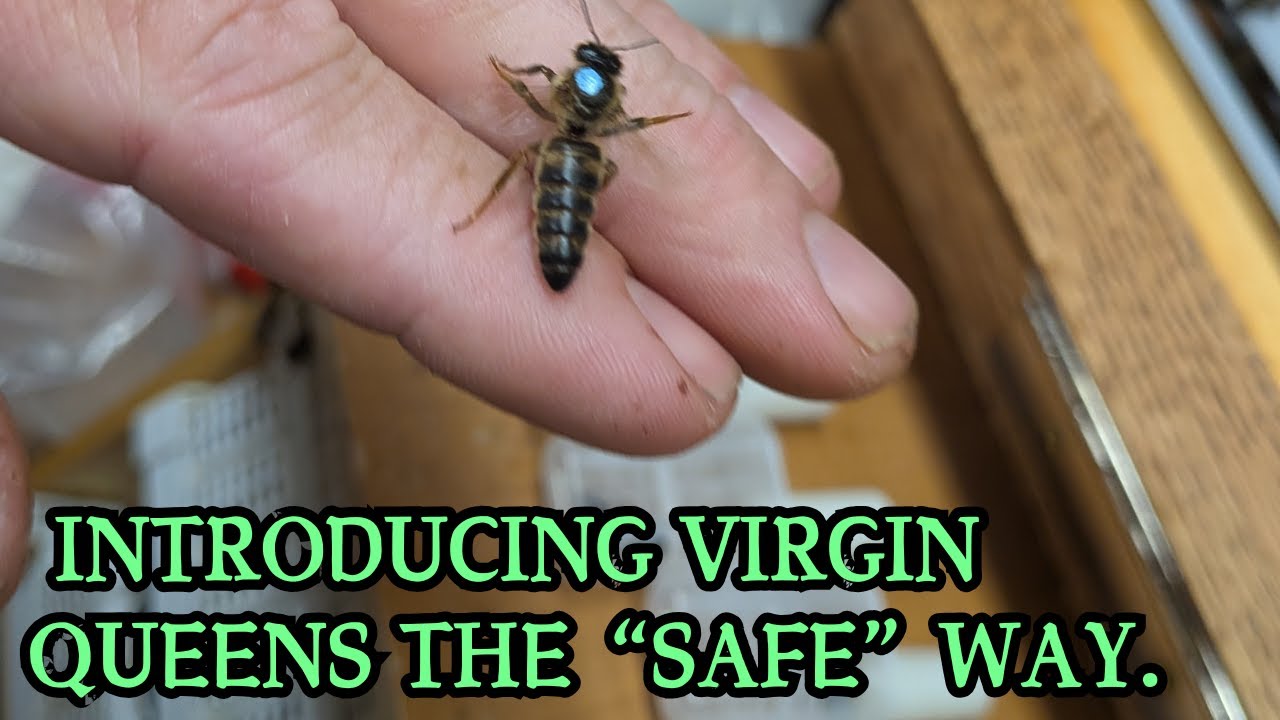 Introducing Virgin Queens.  The slower less risky method.