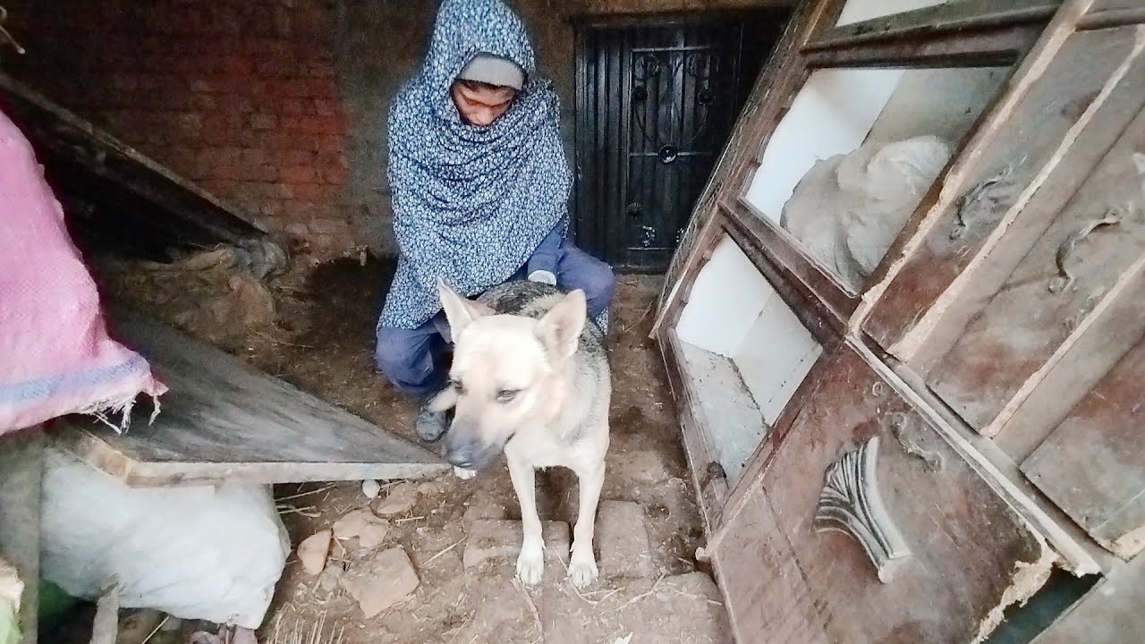 Bull Dog Funny With Dance Boy My Village My City.