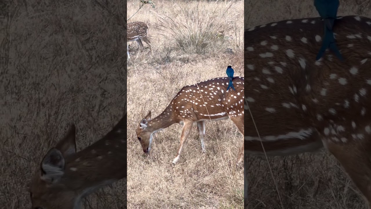 Taj Safari || Bandhavgarh National Park