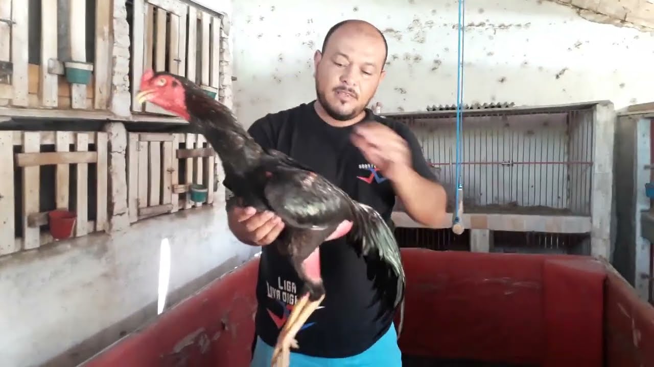 Como Exercitar Seu Galo
