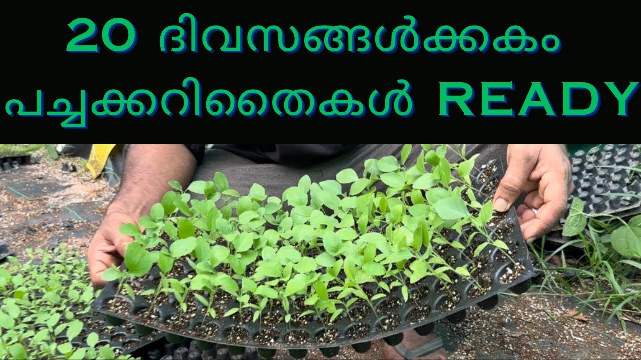 വിത്തിൽ നിന്നും തൈയ്യിലേക്ക്  |  seed to seedling | SREEAGRIFARMS