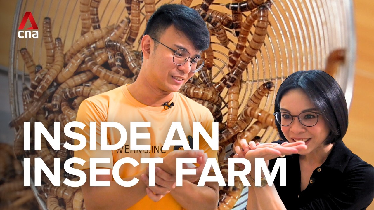 Exploring an insect farm in Singapore