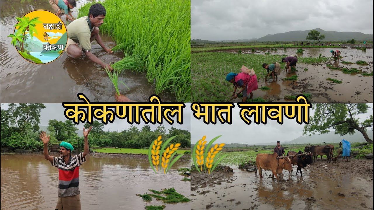 कोकणातील शेतातील भात लावणी🌾| कोकणातील भात शेती | Bhat Sheti | Bhat Lavani | Rice Farming | KONKAN