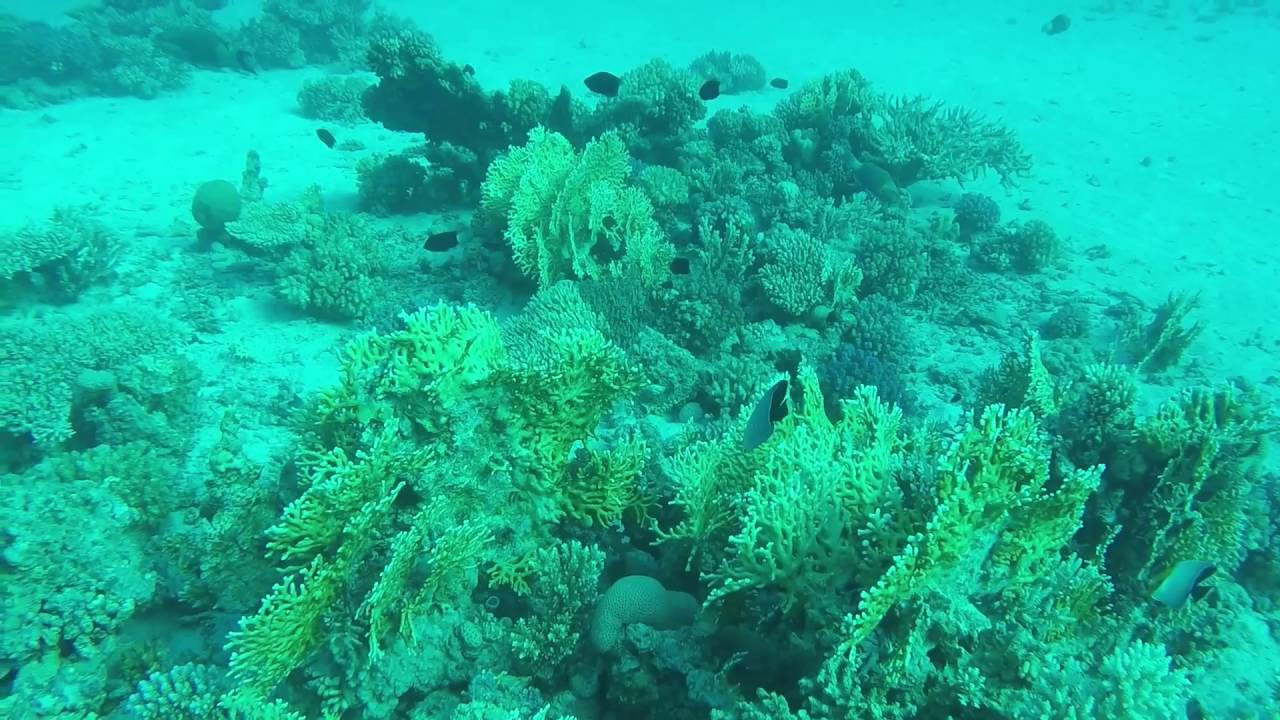 Shaab El Erg, Red Sea