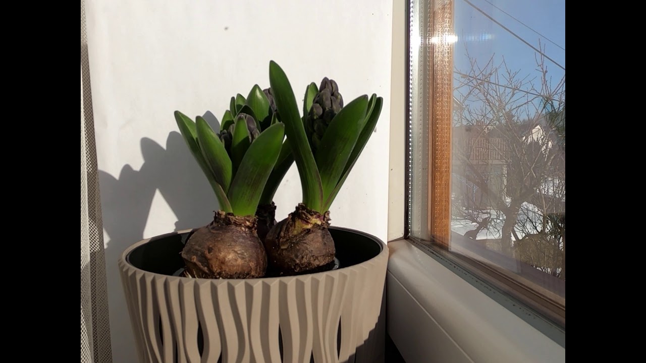 Taniec hiacynta na słońcu - timelapse sequences of Hyacinth