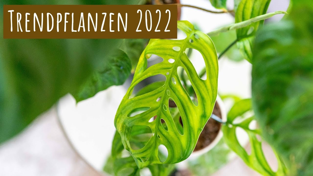 Das sind die Trendpflanzen 2022 - Experte Chris von Variegata.de stellt vor!