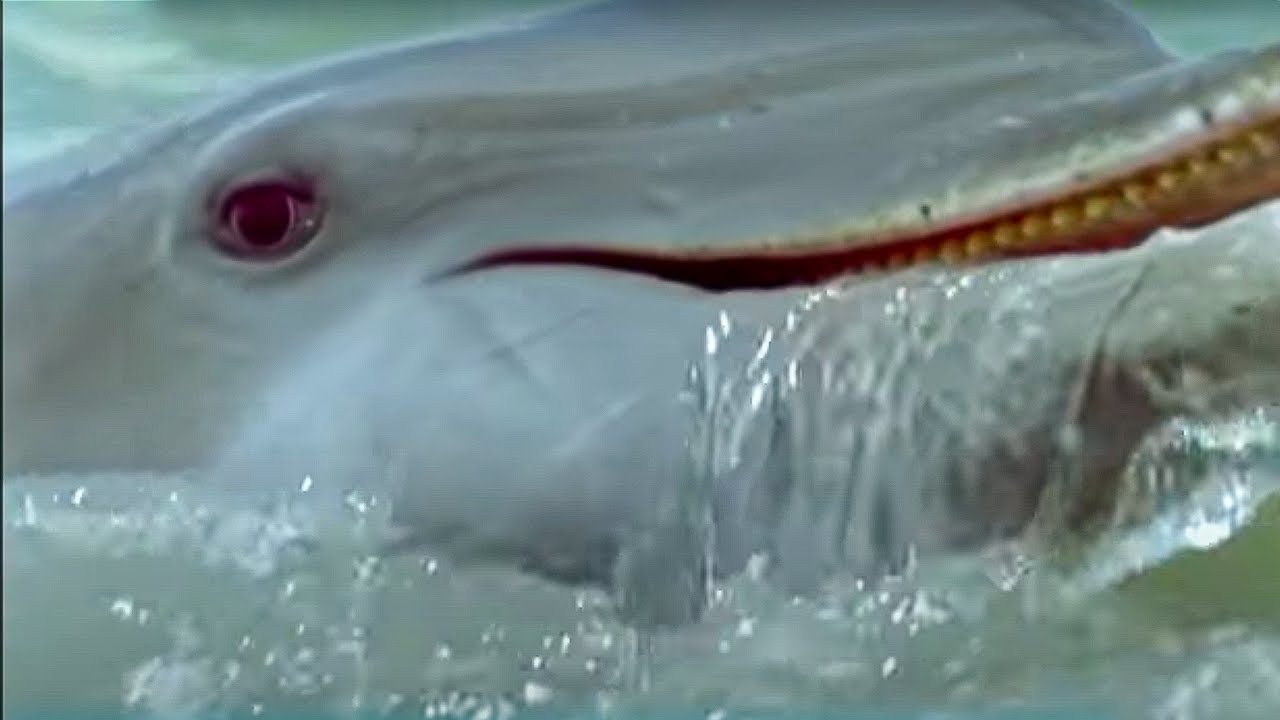 Dolphins Herd Mullet | Blue Planet | BBC Studios