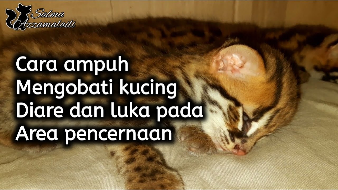 Mengobati kucing hutan mencret serta mengatasi gangguan pencernaan dengan mudah dan cepat