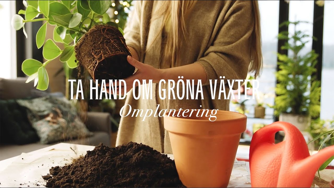 Ta hand om gröna växter: Omplantering