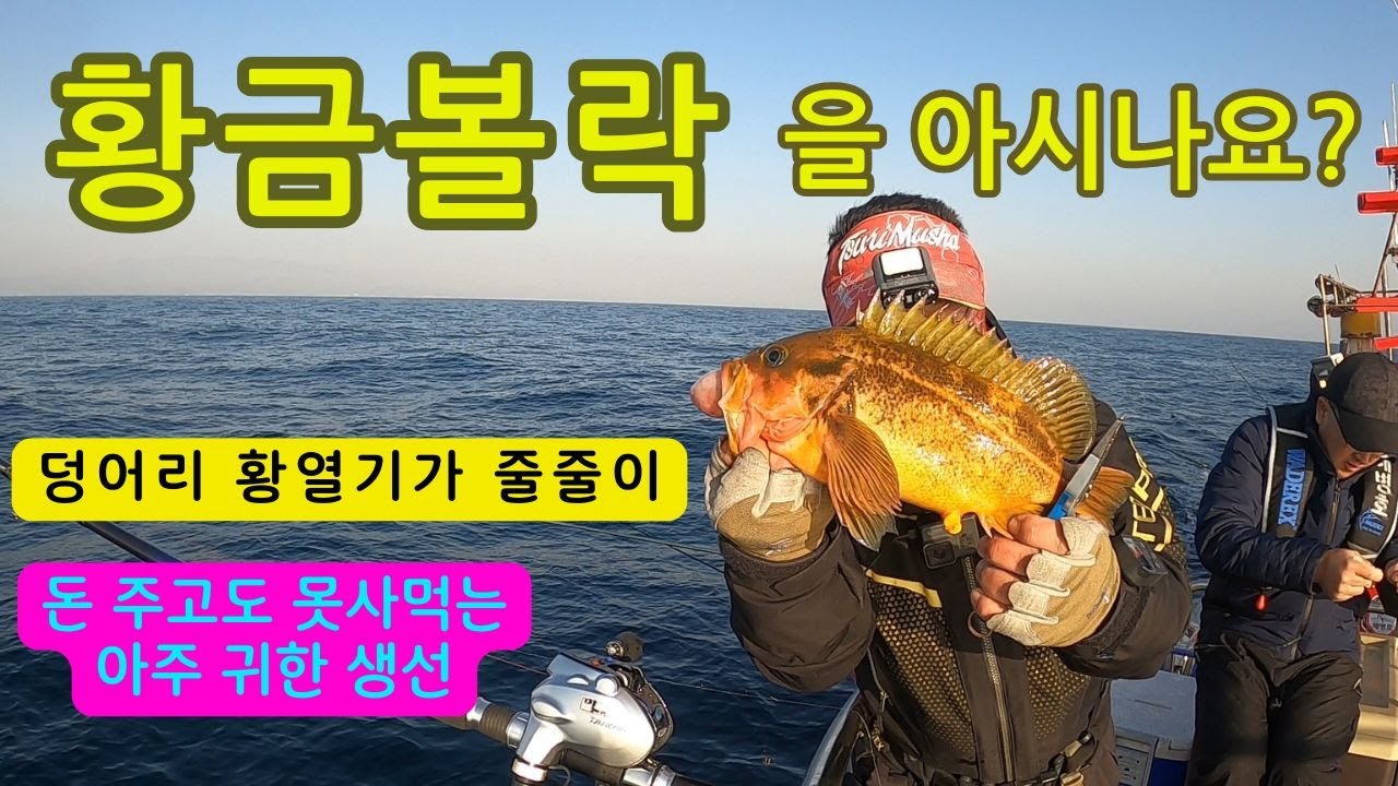 황우럭, 노랑우럭을 아시나요?(돈 주도고 못 사먹는 생선)#황열기#황금볼락#황우럭