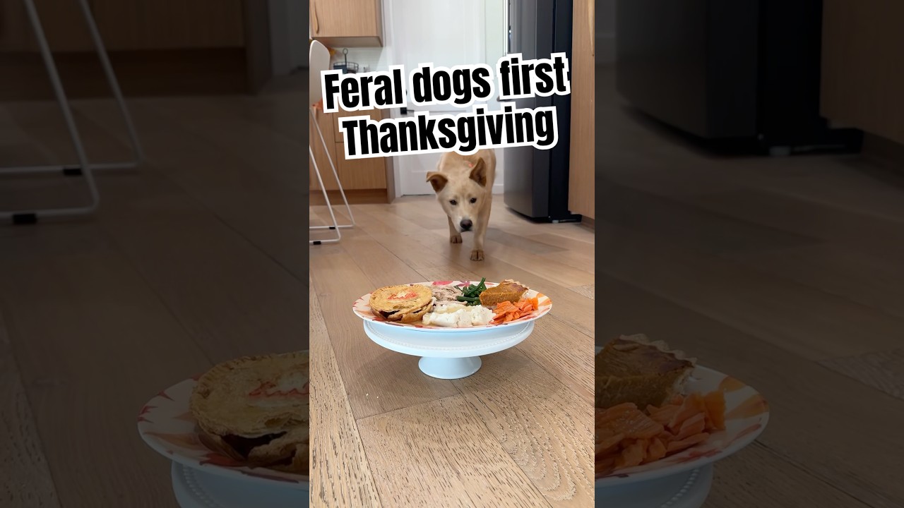 Feral dog tries his first Thanksgiving meal 🥹