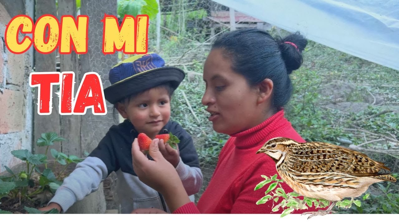 Hicimos una casa para Codornices con mi hijo JUANITO - JuaneS