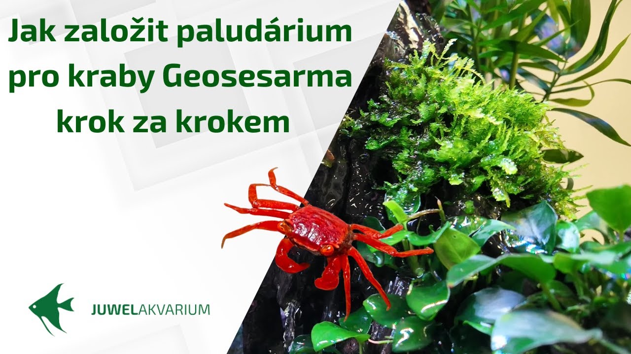Jak založit paludárium pro kraby Geosesarma | krok za krokem
