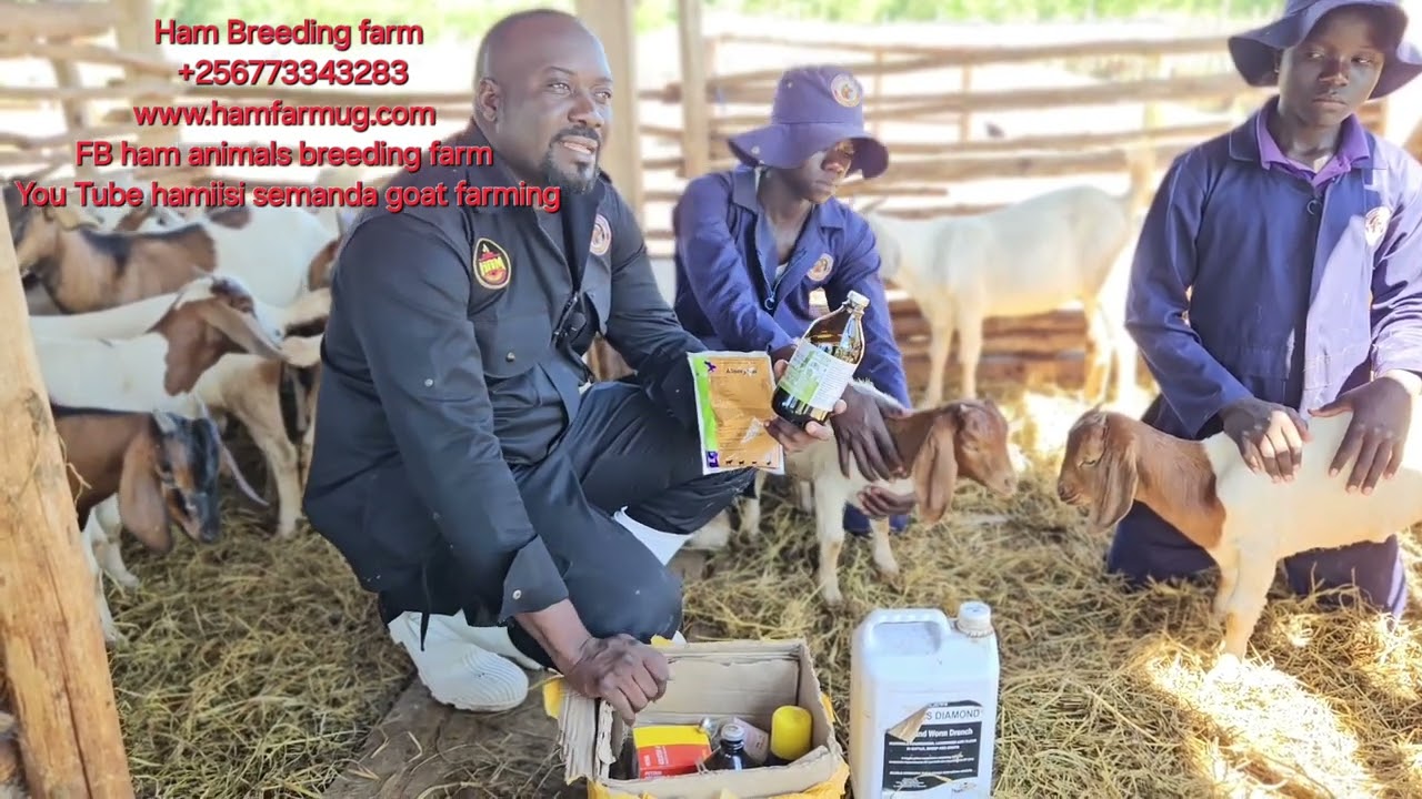 knoe the Drugs u must have at your farm in a Rainy season ( vet kit i n rainy season )