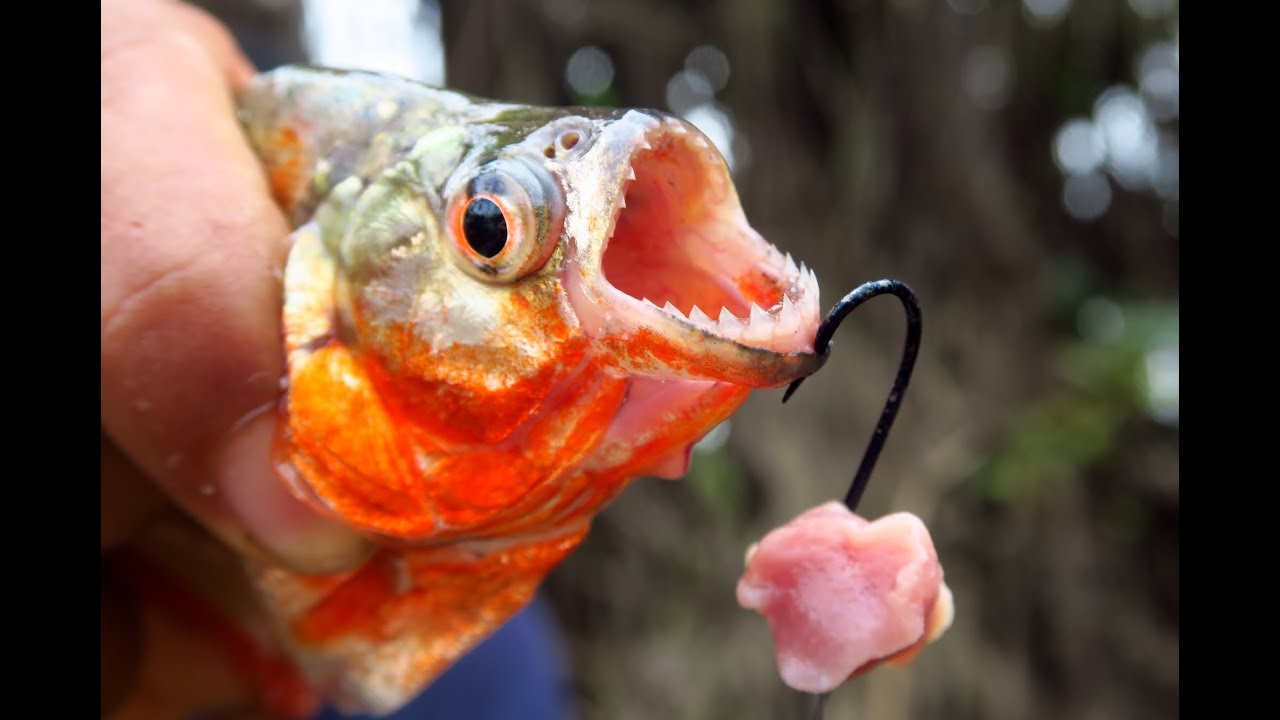 Piranha Fishing & Tasting Adventure in the Amazon 🎣 Wild Jungle Food Experience 🐟 Catch & Cook 👨‍🍳😋🥘