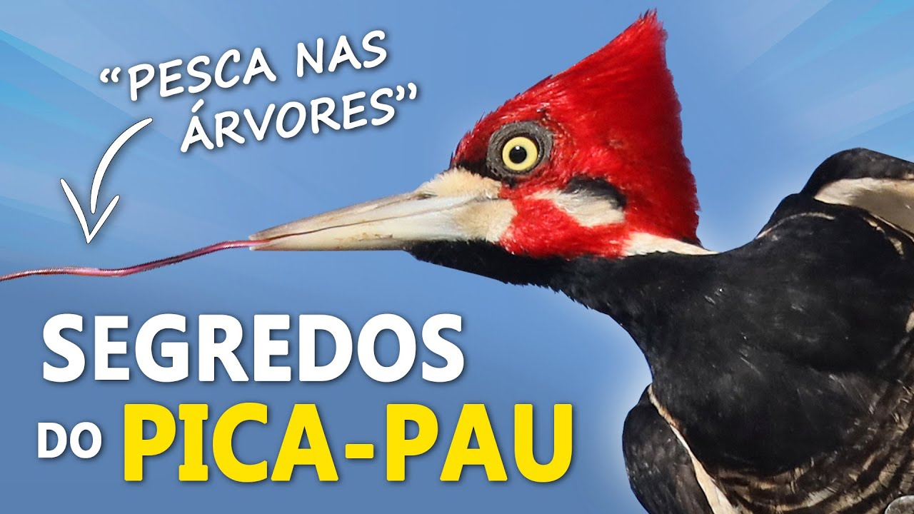 PICA-PAU-DE-TOPETE-VERMELHO e suas TÁTICAS DE CAÇA | Comportamentos e curiosidades da espécie