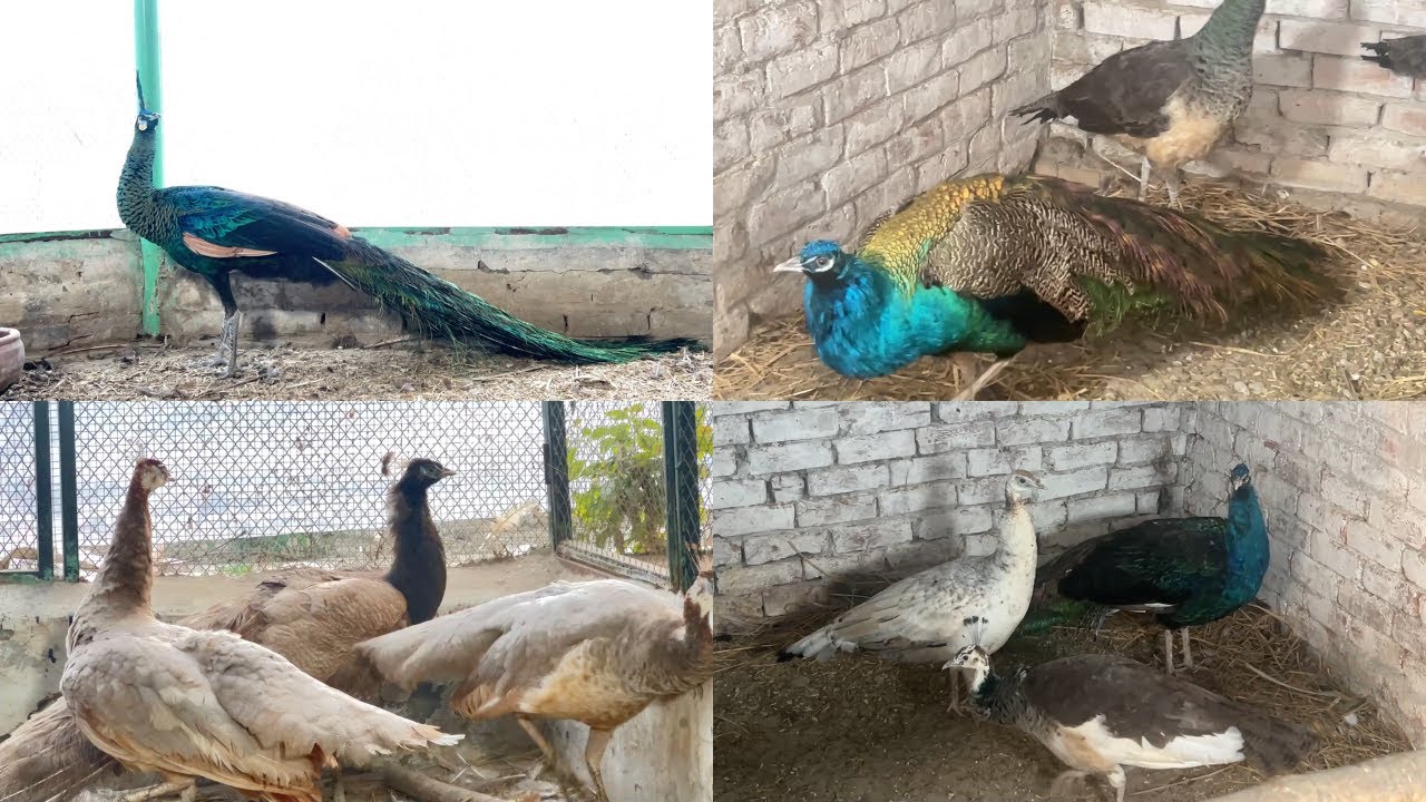 Peacocks Setup | White Shoulder Peacock, Black Shoulder Peacock, Blue Shoulder Peacock | M Birds