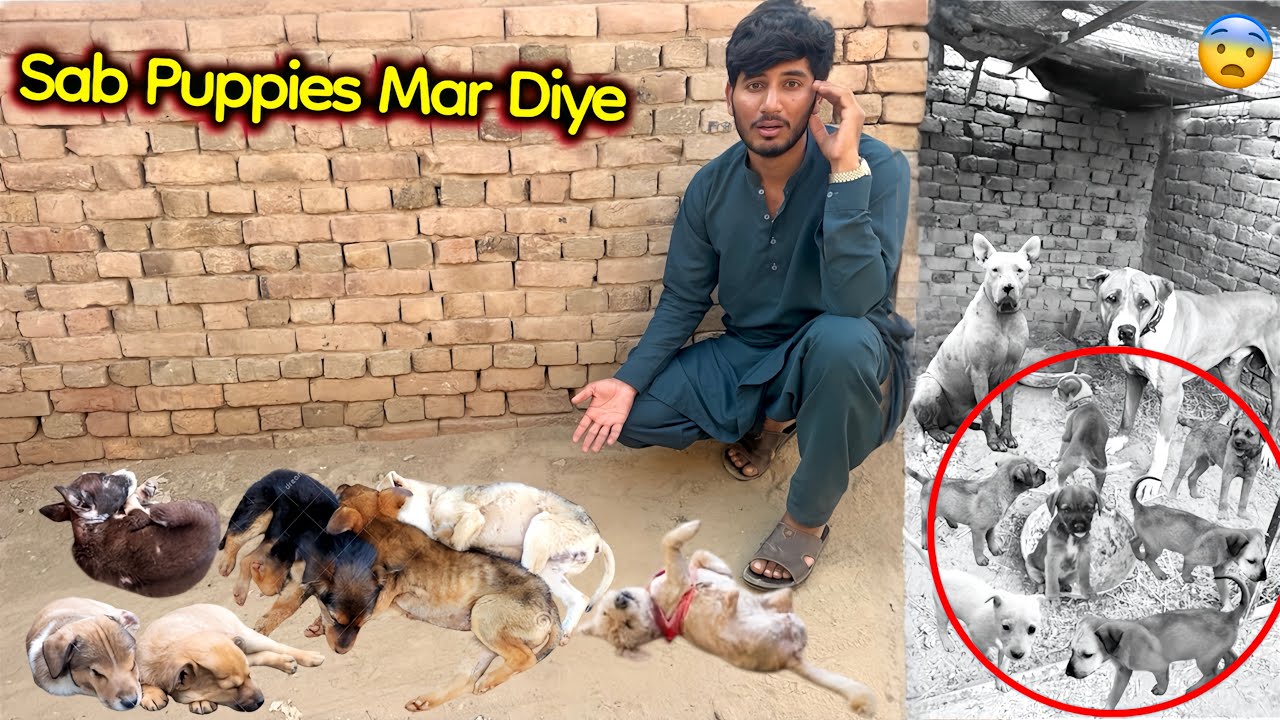 GOVERNMENT NY HAMARY SAB PUPPIES 🐶 MAR DİYE 😨