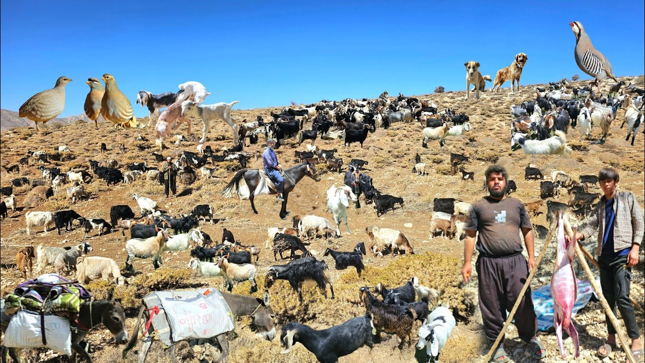 Seasonal movement of nomads from highlands to lowland and tropical areas