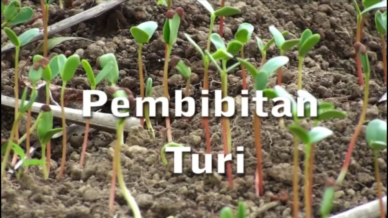 BPTP-NTB Pembibitan Turi