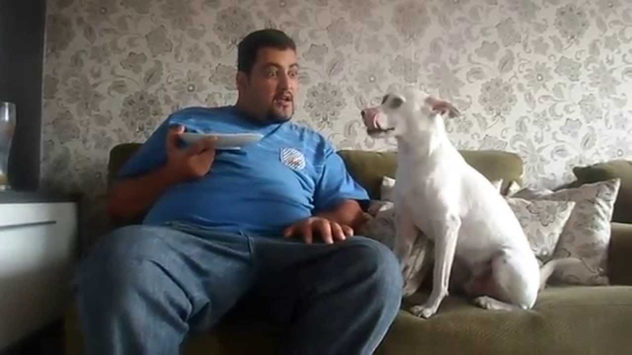 cachorro discute com dono