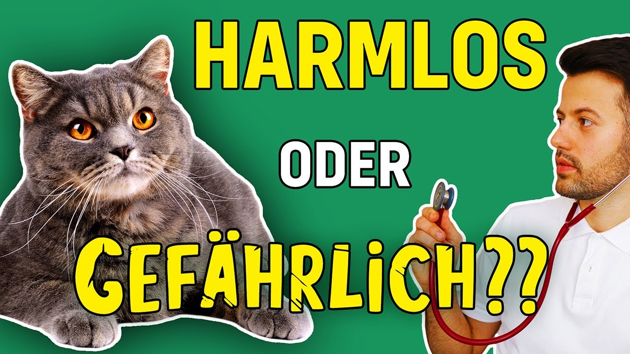 Kann Katzenschnupfen tödlich sein? (Tierarzt klärt auf)