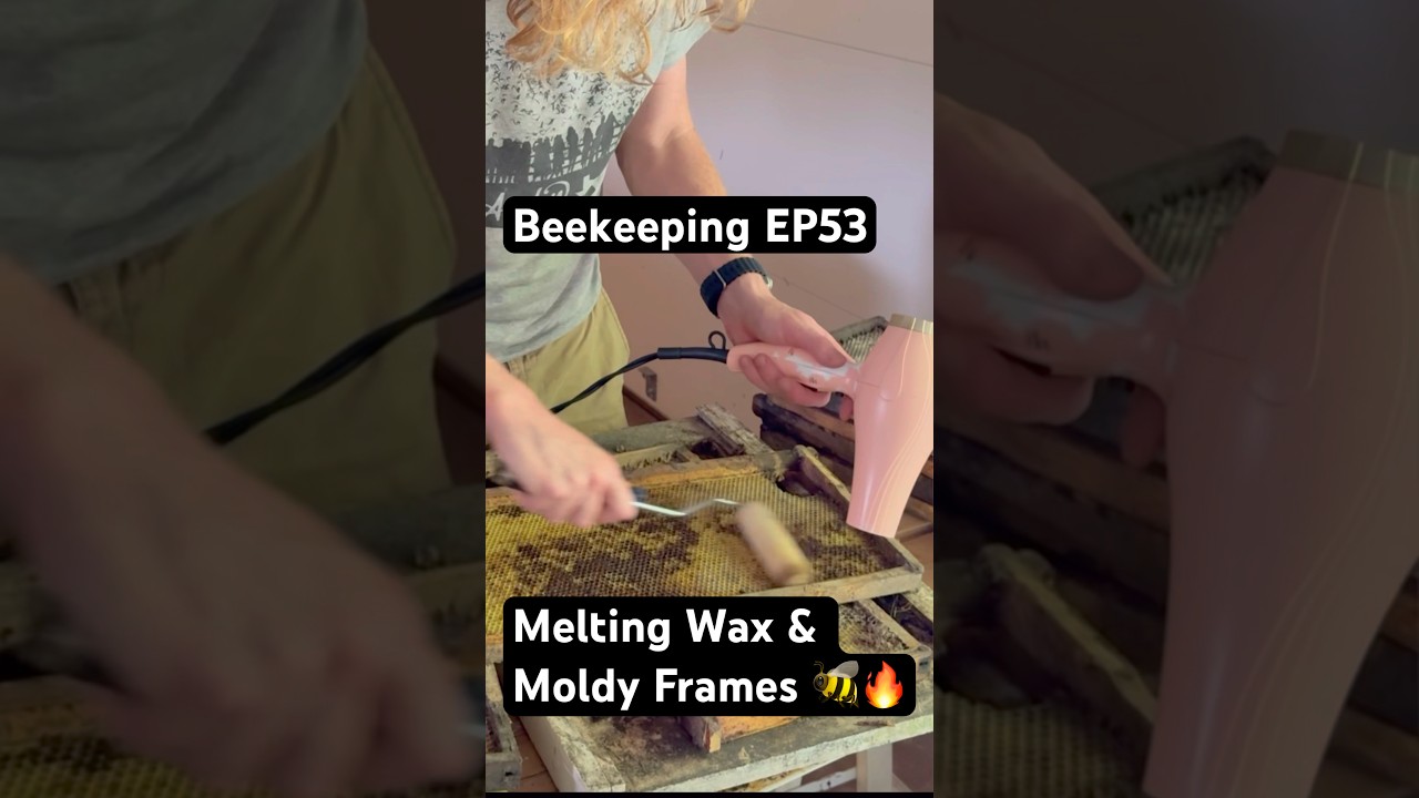 Beekeeping EP53 – Melting Wax & Moldy Frames 🐝🔥