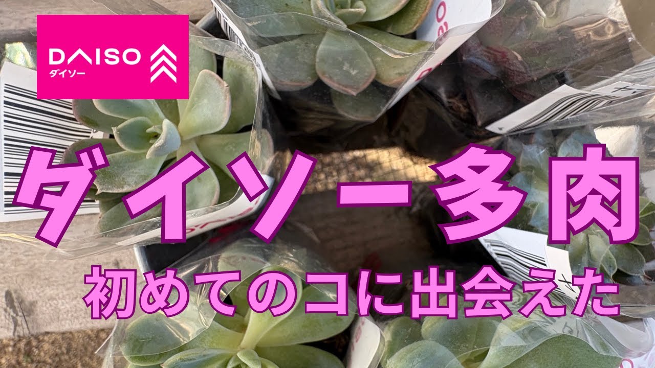 多肉植物　ダイソー多肉　寄せ植え
