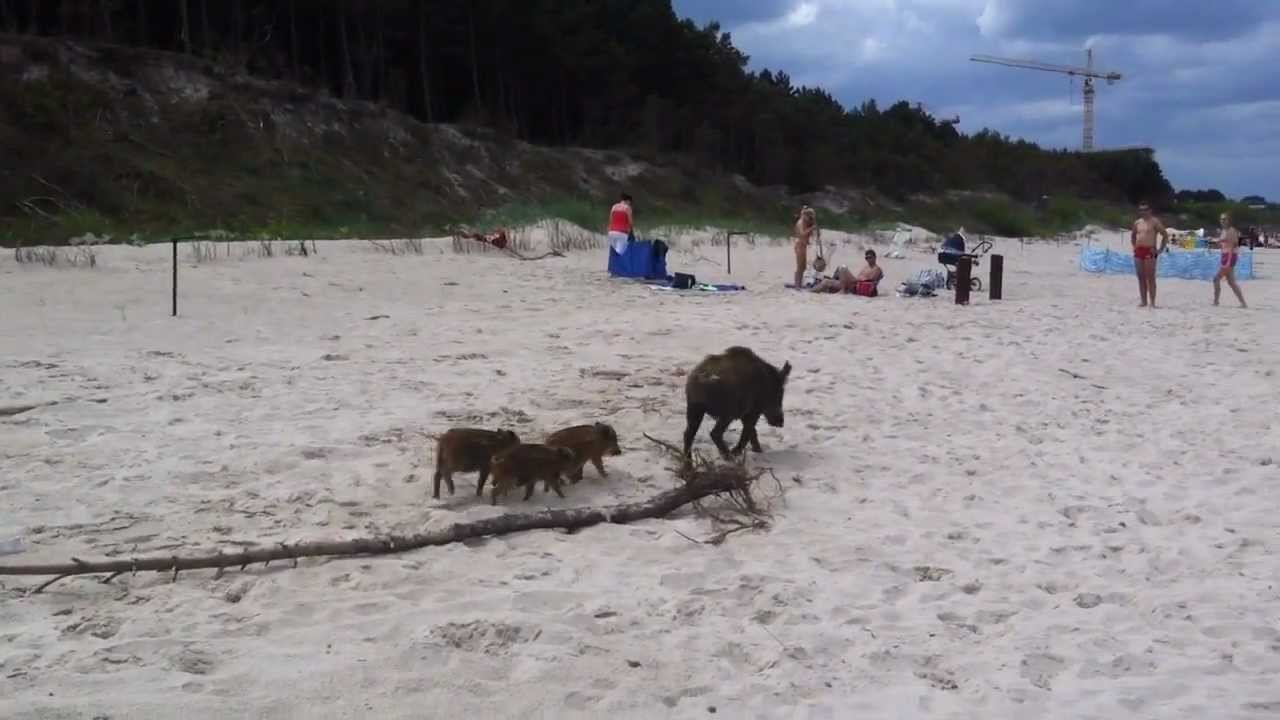 Dzikie świnie w morzu / nad plaża Mielnie - Wildschweine am Meer / Strand in Mielno