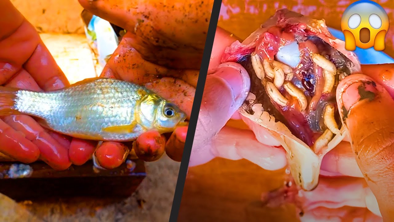 Worm-infested Fish Cleaning: Unveiling the Delicate Art of Purification [4K]
