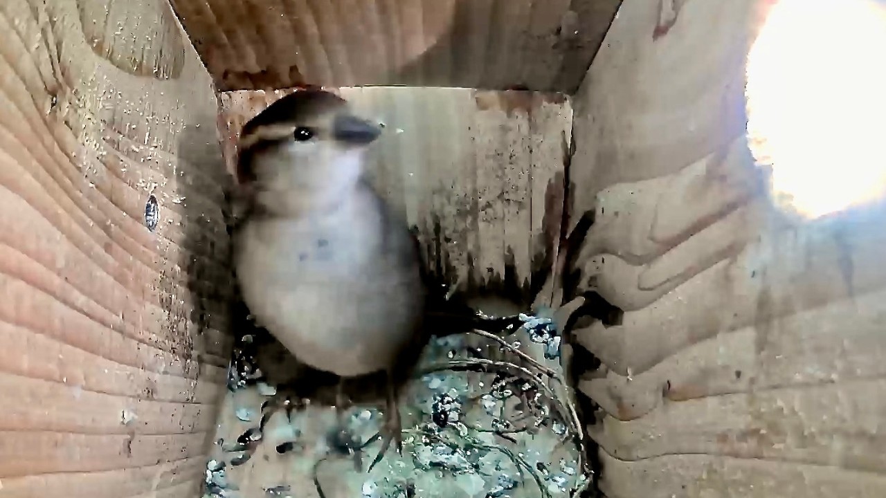 House Sparrow Nest Box activity February 20th