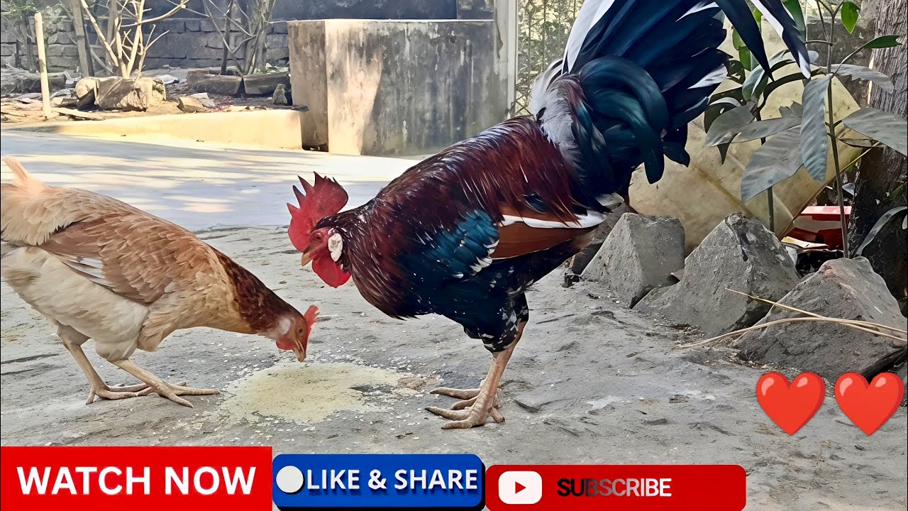 //Authentic big size country chicken eating rice in the village morning//#birds #chicken #youtube 