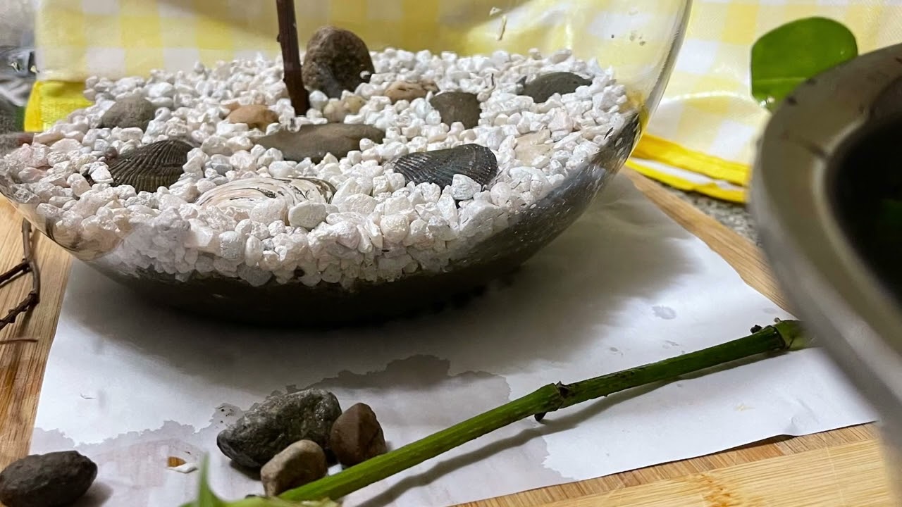 Turn out a normal fish tank to a natural habitats environment! First attempt! Feeling well!
