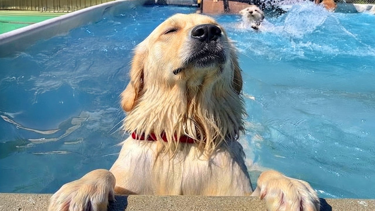 Hilarious Dogs Can't Control Themselves In The Pool! 🤣