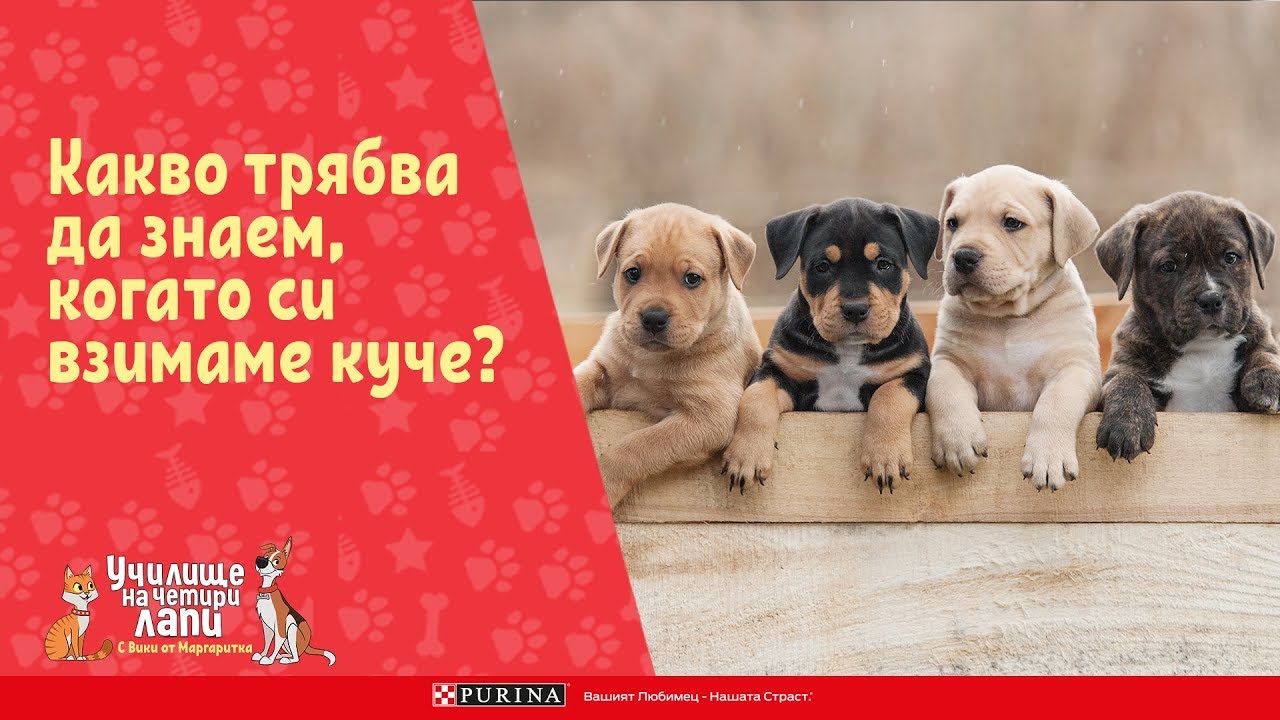 Какво трябва да знаем, когато си взимаме куче?