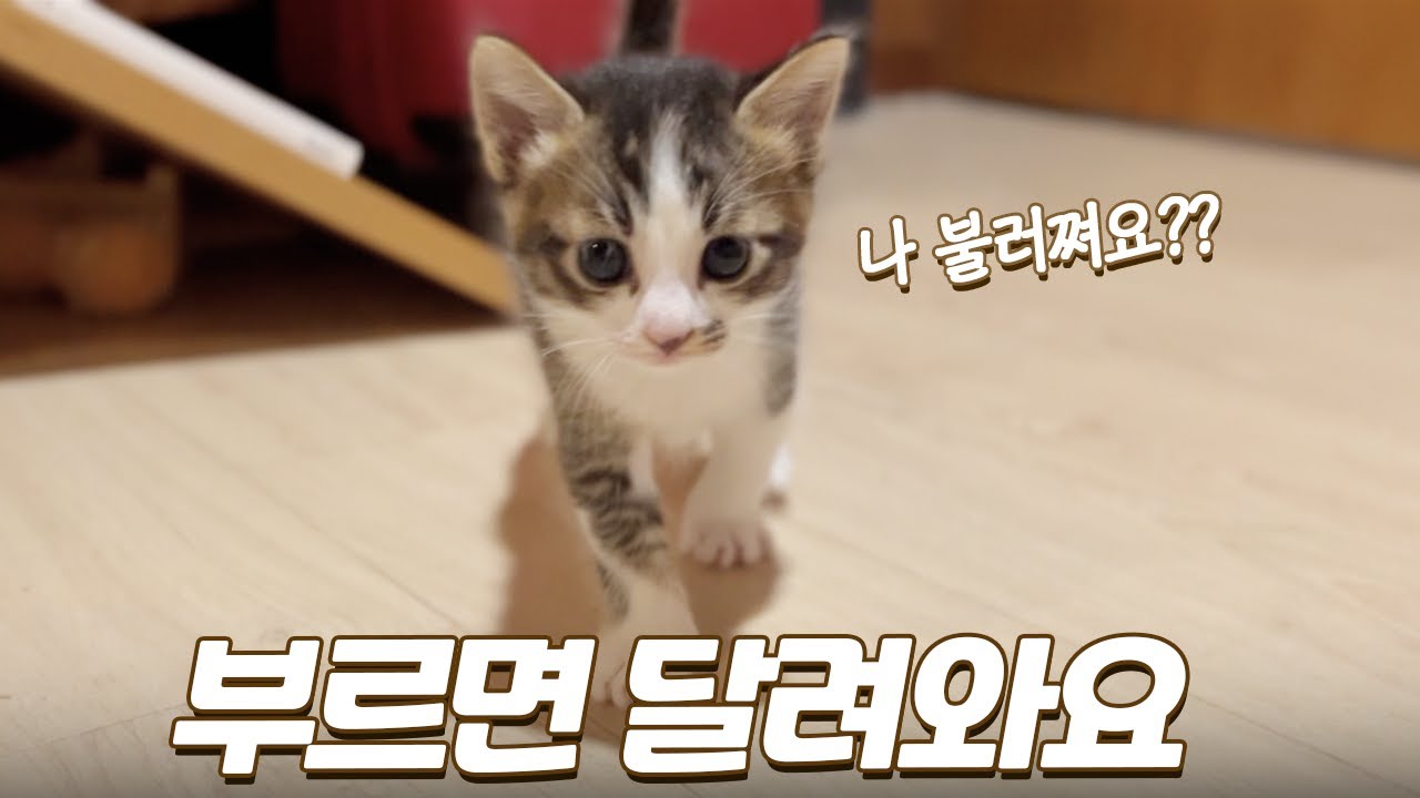 부르면 신나서 달려오는 아기 고양이