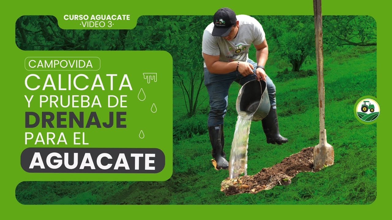 La CALICATA y prueba de DRENAJE para el AGUACATE