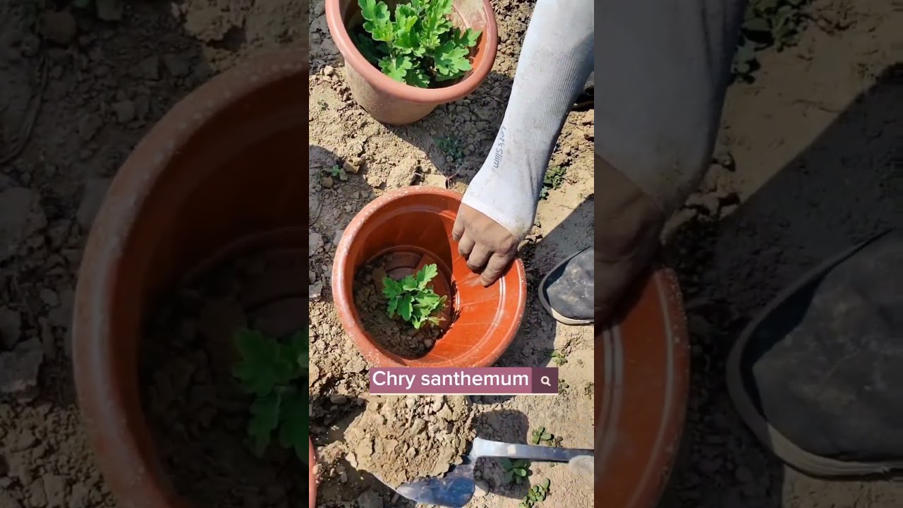 Chrysanthemum Farming Techniques #satisfying #shot