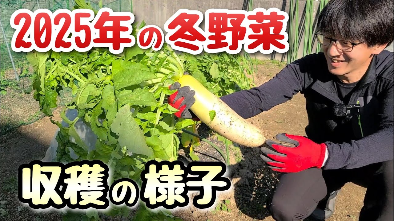 【2025年の冬野菜づくり】11月30日時点の生育状態と収穫の様子