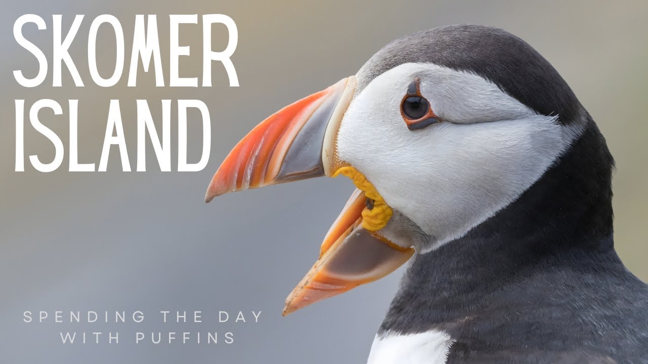 SKOMER ISLAND | ATLANTIC PUFFIN | SPENDING THE DAY WITH PUFFINS | FRATERCULA ARCTICA | NATURE
