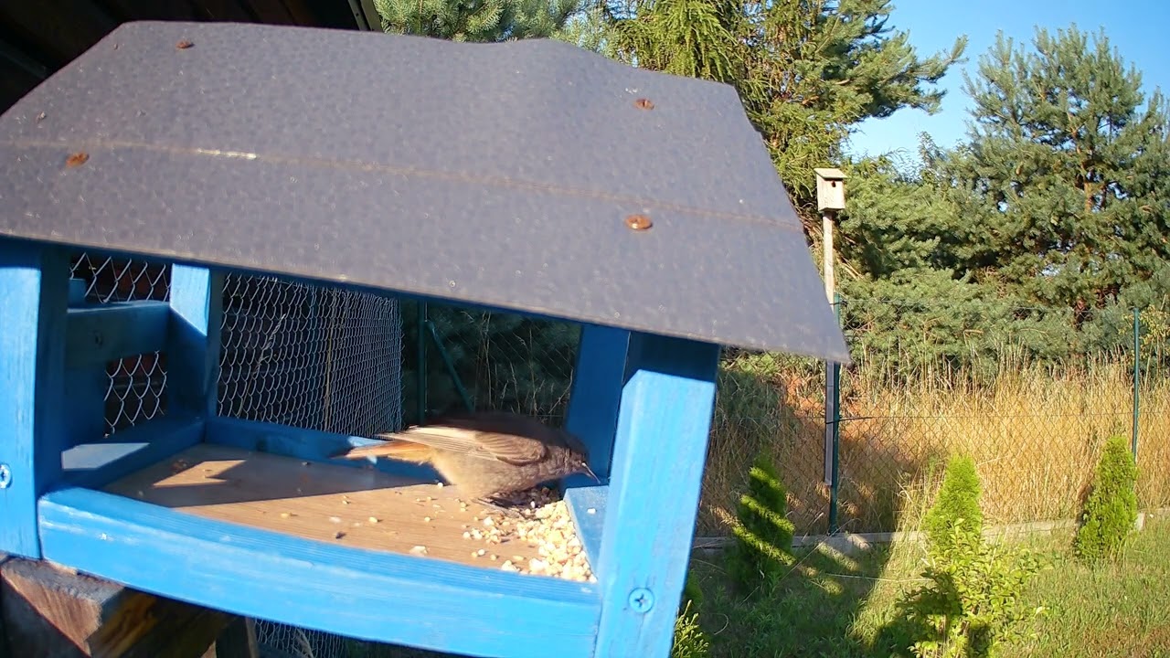 Watch This Bird Eat ALL The Seeds!