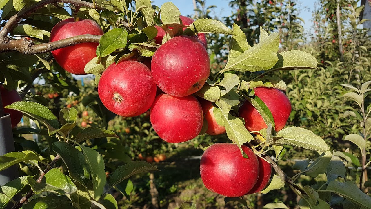 Яблоко CRIMSON CRISP® / Сорт яблока Кримсон Крисп