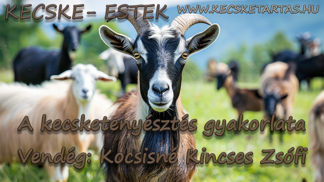 Kecske-estek: A kecsketenyésztés gyakorlata