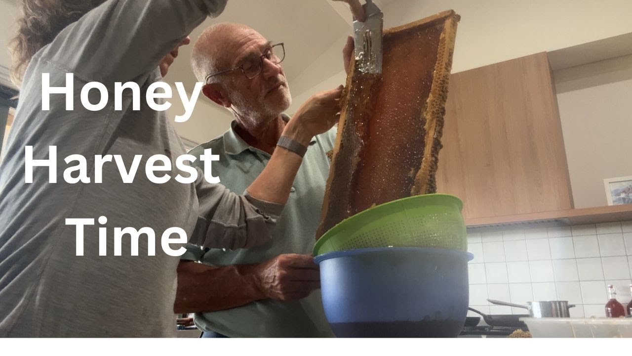 Harvesting Honey